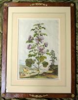 Abraham Munting - "Phytographia curiosa"