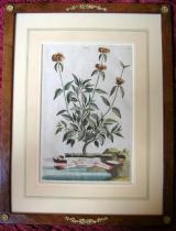 Abraham Munting - "Phytographia curiosa"