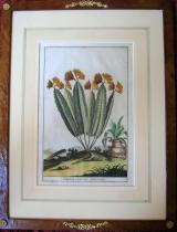 Abraham Munting - "Phytographia Curiosa"