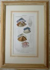 Pierre Jean Francis Turpin - "Dizionario di scienze naturali"