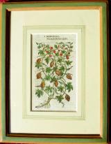 John Gerarde - "The Herball or generall Historie of Plantes" 