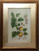 Elizabeth Blackwell/ Nicolas F. Eisenberg - Armeniaca