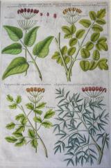 ROBERT MORISON - "PLANTARUM HISTORIAE UNIVERSALIS OXONIENSIS"