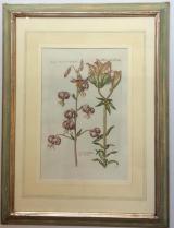Matthaus Merian  - Martagon Montanum - Liliū rubrū