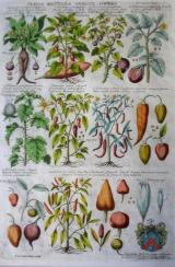 ROBERT MORISON  - "PLANTARUM HISTORIAE UNIVERSALIS OXONIENSIS"