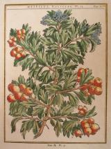 HENRI LOUIS DUHAMEL DU MONCEAU - "TRAITE DES ARBRES ET ARBUSTES..."