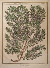 HENRI LOUIS DUHAMEL DU MONCEAU - "TRAITE DES ARBRES ET ARBUSTES..."
