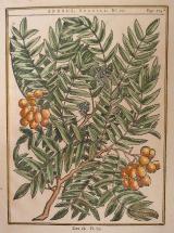 HENRI LOUIS DUHAMEL DU MONCEAU - "TRAITE DES ARBRES ET ARBUSTES"