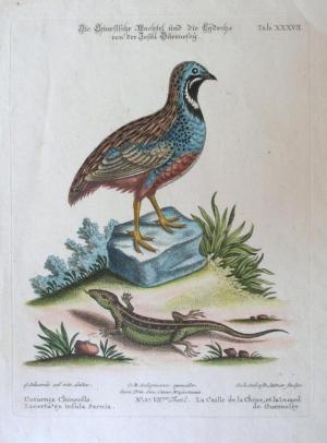 ZOOM - JOHANN MICHAEL SELIGMANN - "SAMMLUNG VERSCHIEDENER AUSLANDISCHER UND SELTENER VOGEL"