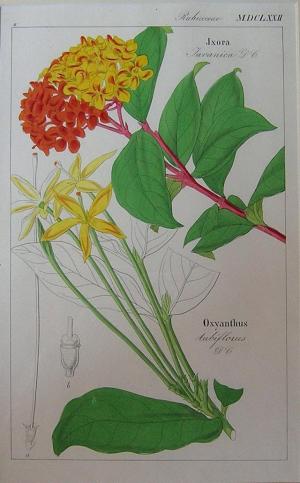 ZOOM - David N.F. Dietrich - "Flora Universalis"