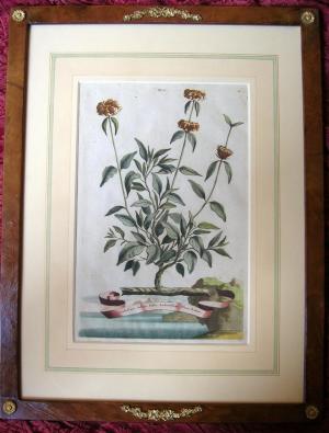 ZOOM - Abraham Munting - "Phytographia curiosa"