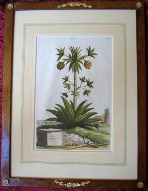 ZOOM - Abraham Munting - "Phytographia Curiosa"
