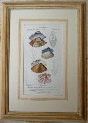 ZOOM - Pierre Jean Francis Turpin - "Dizionario di scienze naturali"