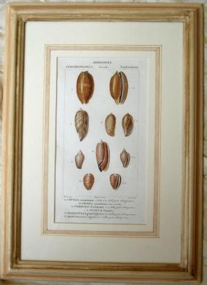 ZOOM - Pierre Jean Francis Turpin - "Dizionario di scienze naturali"