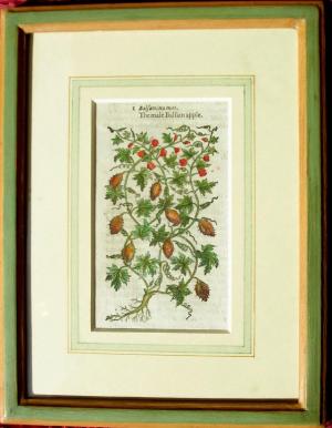 ZOOM - John Gerarde - "The Herball or generall Historie of Plantes" 