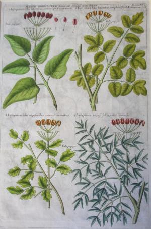 ZOOM - ROBERT MORISON - "PLANTARUM HISTORIAE UNIVERSALIS OXONIENSIS"