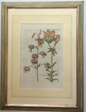 ZOOM - Matthaus Merian  - Martagon Montanum - Liliū rubrū