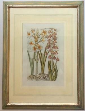 ZOOM - Matthaus Merian - Lilium Persicum...