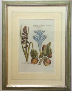 ZOOM - Matthaus Merian - Stramonia Aegyptiaca...