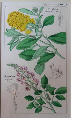 ZOOM - David N.F. Dietrich - "Flora Universalis"