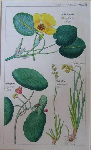 ZOOM - David N. F. Dietrich - "Flora Universalis"