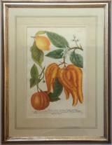 Johann Wilhelm Weinmann - "Phytanthoza Iconographia"