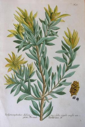 ZOOM - JOHAN WILHELM WEINMANN - "PHYTANTHOZA ICONOGRAPHIA"