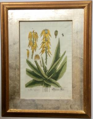 ZOOM - Elizabeth Blackwell/ Nicolas F. Eisenberg - “Aloe vulgaris” ZOOM - Elizabeth Blackwell/ Nicolas F. Eisenberg - “Aloe vulgaris”